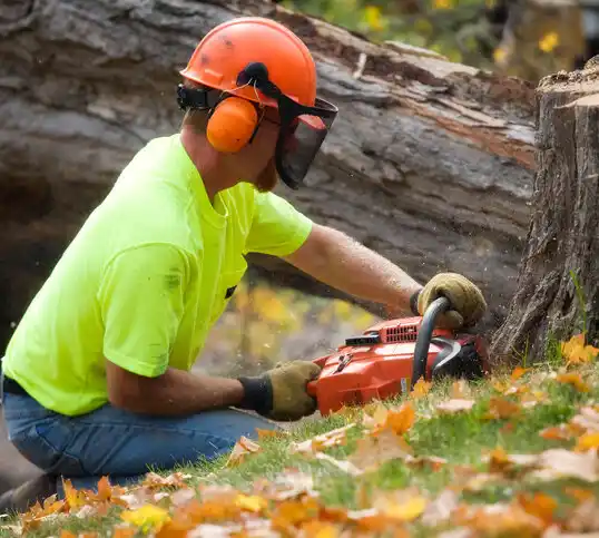 tree services Lynn